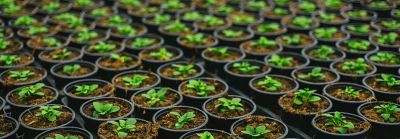 Desktopx_4_Plants in rows